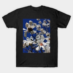 A Stake Through Winter's Heart - Beautiful Magnolia Tree Blossoms T-Shirt